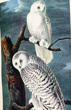 J.j. audubon 1966 "birds of america" snowy owl 15x20" medium print