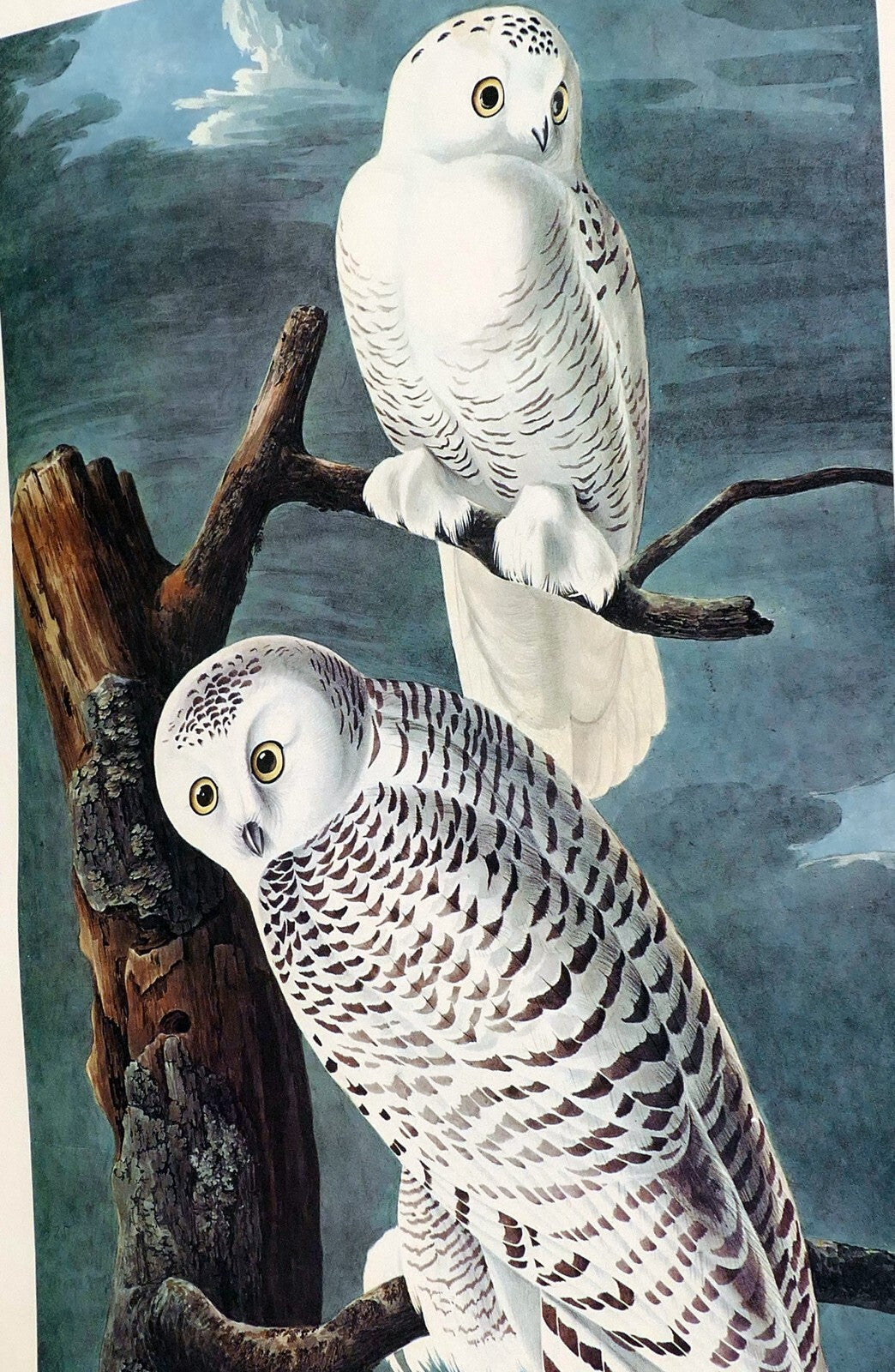 J.j. audubon 1966 "birds of america" snowy owl 15x20" medium print