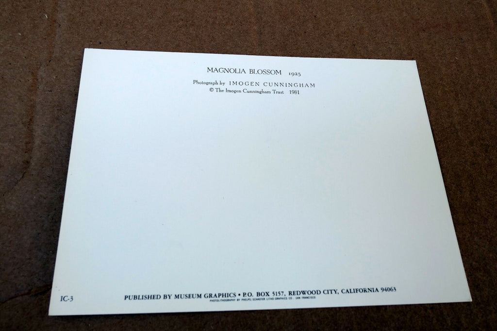 Magnolia Blossom 1925 Photograph by Imogen Cunningham POSTCARD IC-3 Floral