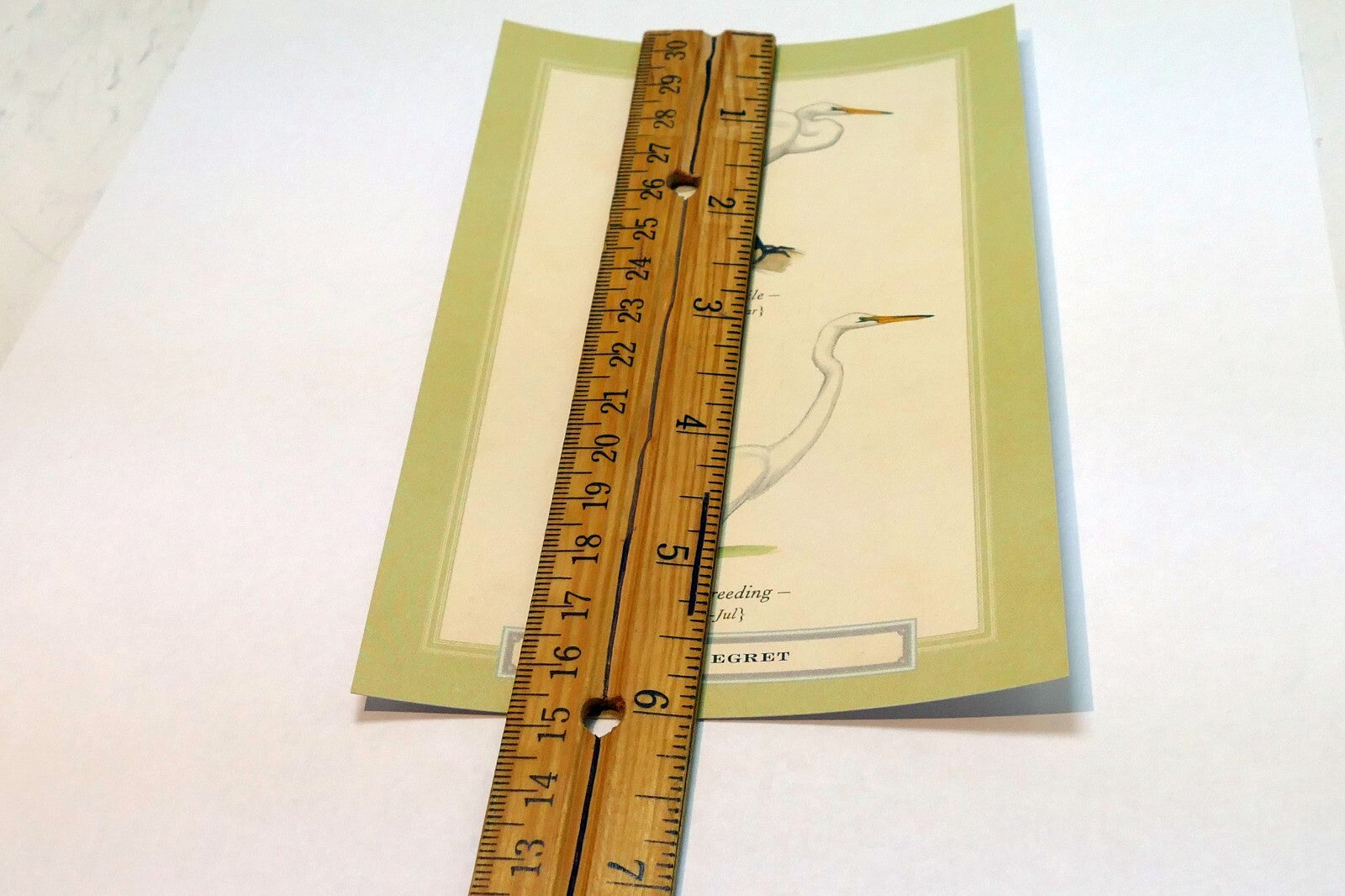 Great Egret white  Postcard Bird by David Sibley - unposted , new