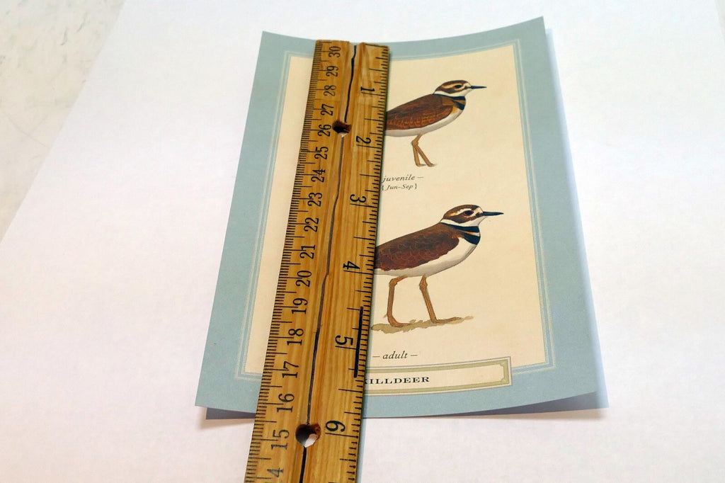 Killdeer Shorebird Postcard Bird by David Sibley - unposted , new