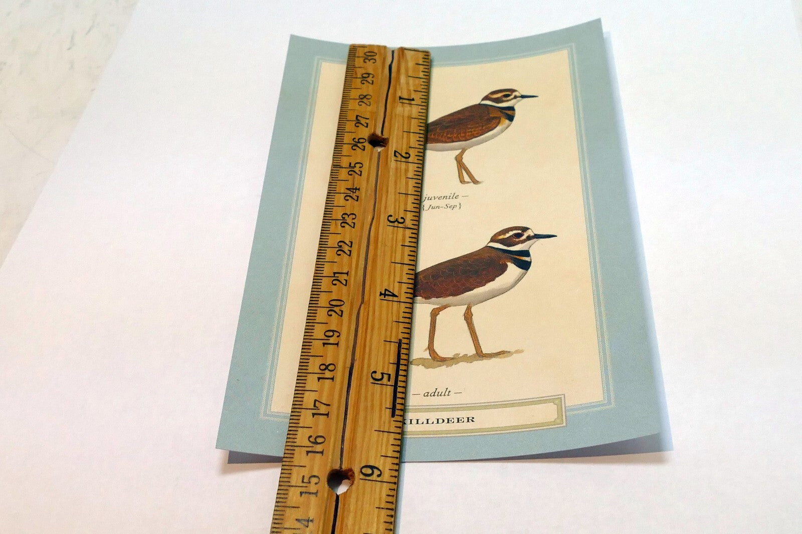 Killdeer Shorebird Postcard Bird by David Sibley - unposted , new