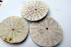 Sand dollar Shell 2.5" pacific Ocean California beach aquarium decor imperfect