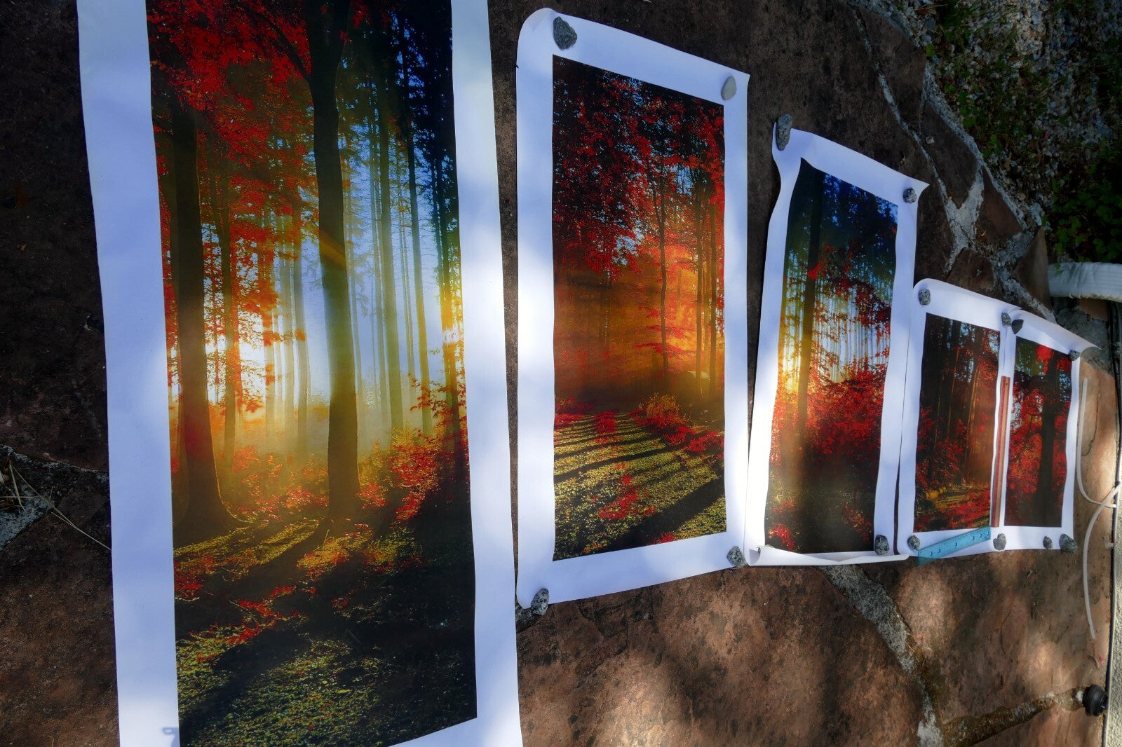 5 Piece Forest print 20" 24" 36" foggy fall foliage morning sun rising wall art