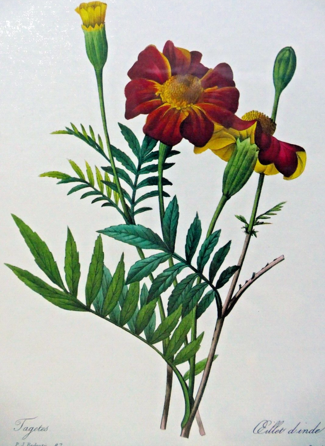 Pierre joseph redouté botanical double matted framed art oeillet d'inde bessin