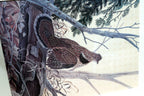 John A Ruthven Signed Numbered Limited Edition Print "Ruffed Grouse" 18X24