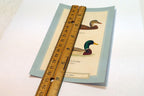 Mallard Duck Postcard Bird by David Sibley - unposted , new