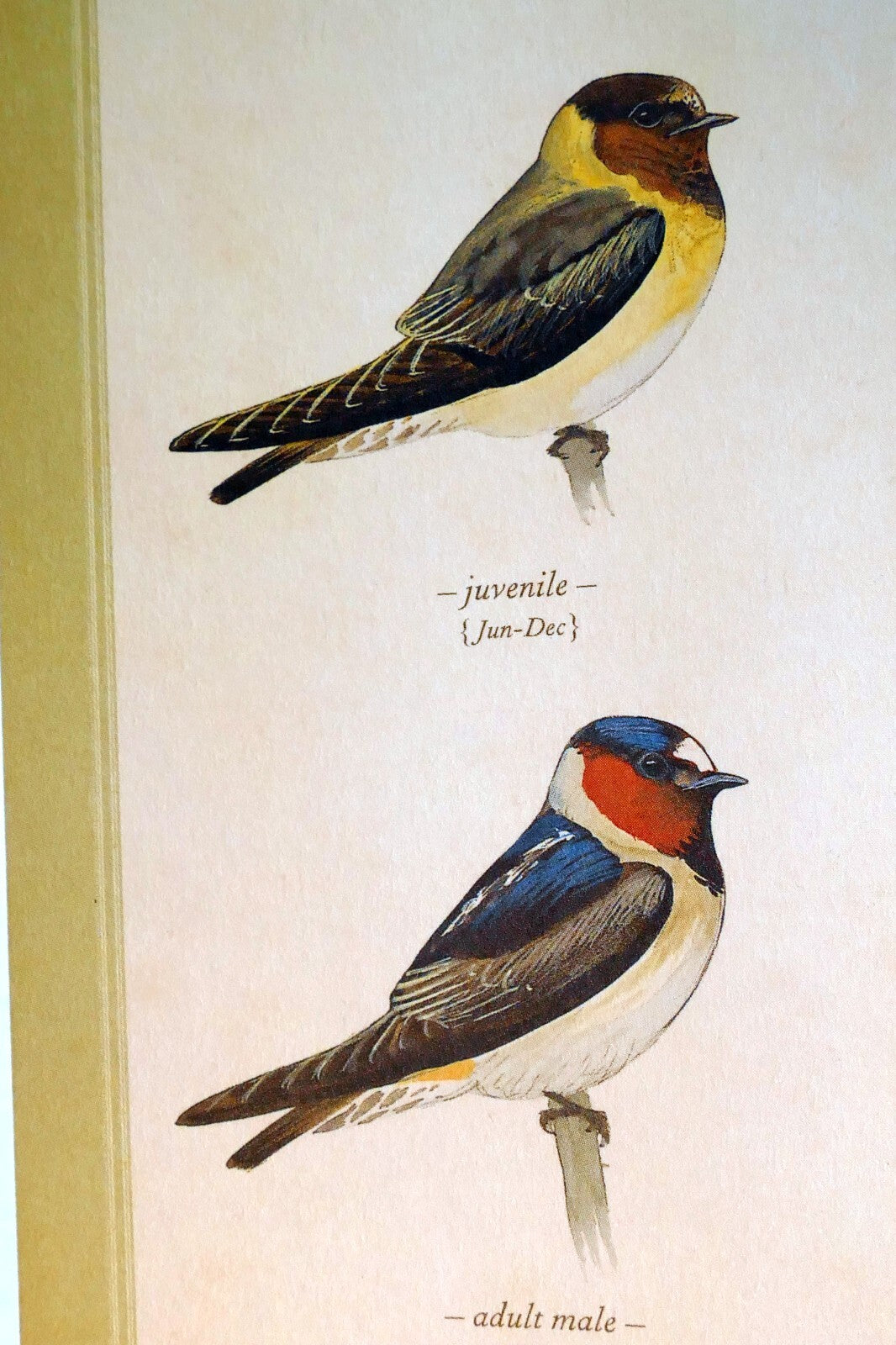 Cliff swallow postcard bird by david sibley   unposted , new