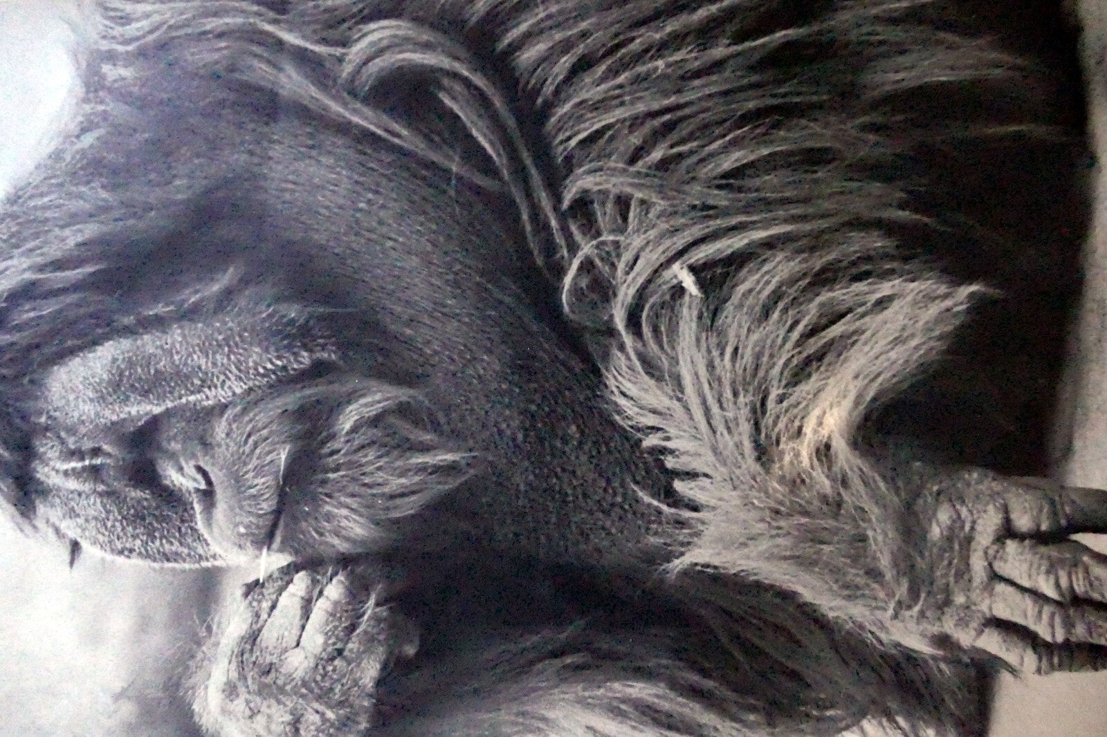 Orangutan old male make love Vintage poster 1971 black and white