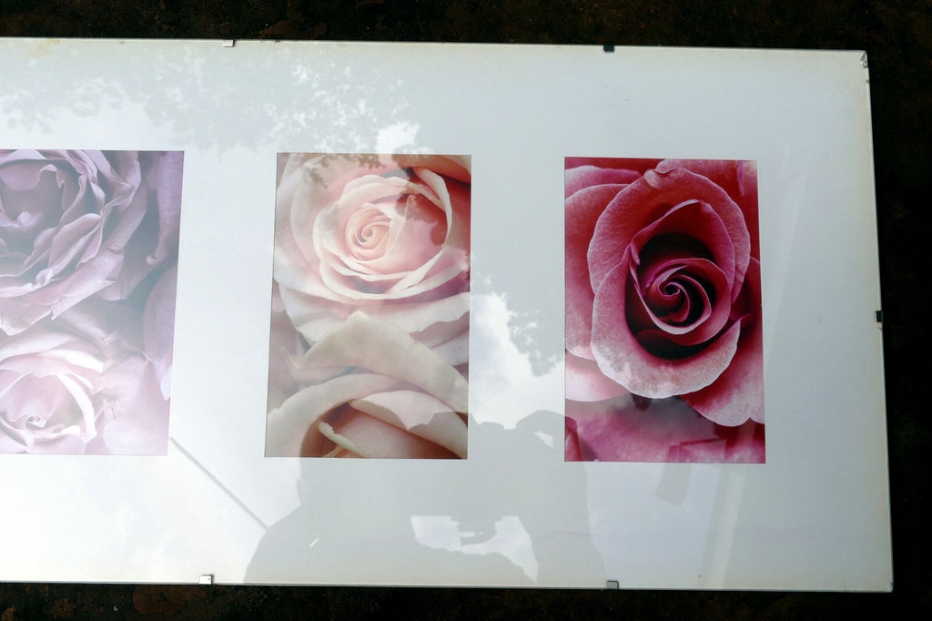 Rose photo art by Christian Sarramon framed with glass 24X10" large collage