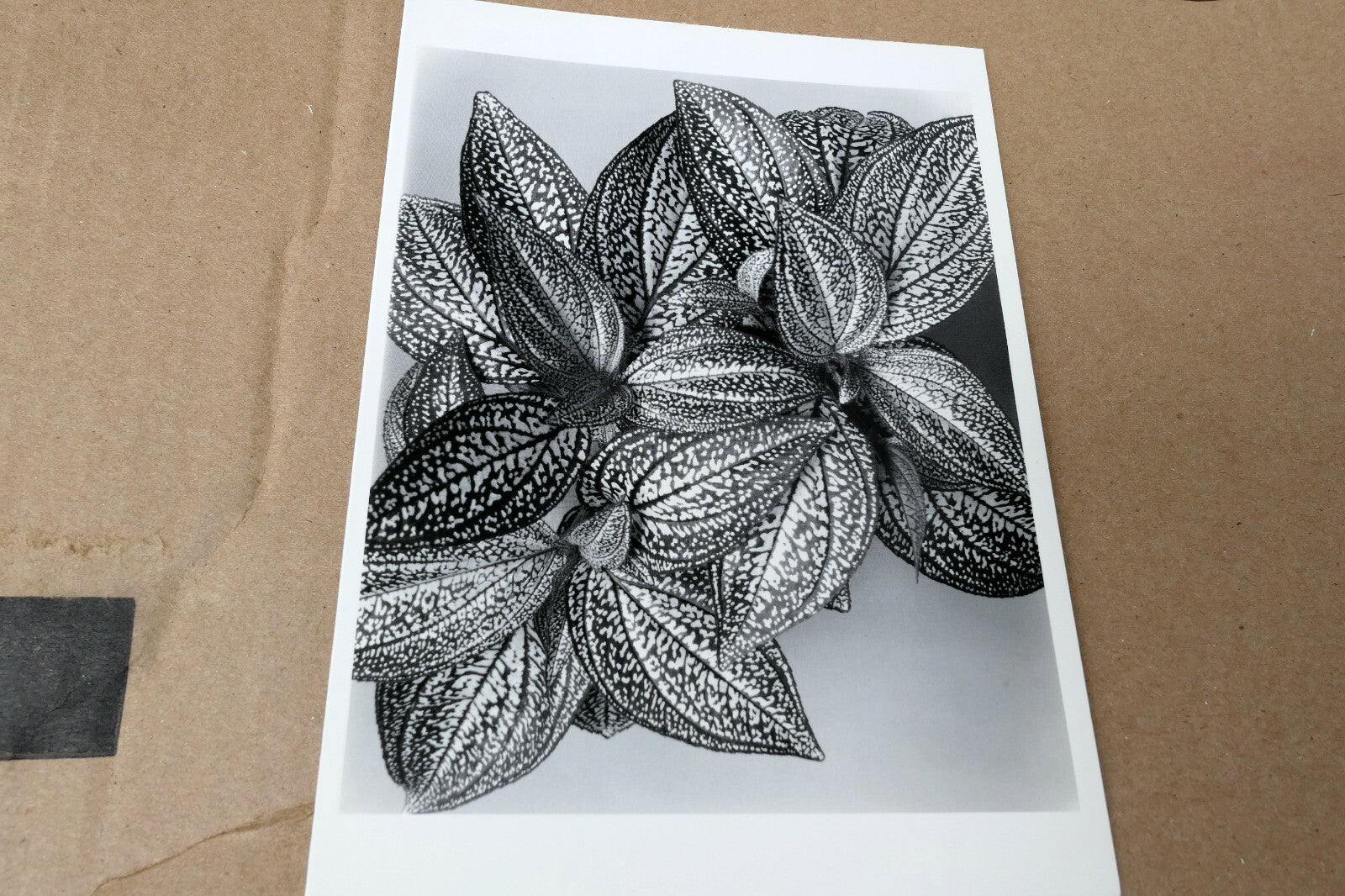 Sonerila Margaritacea 1976 Photograph by Don Worth Greeting Card D-005 floral