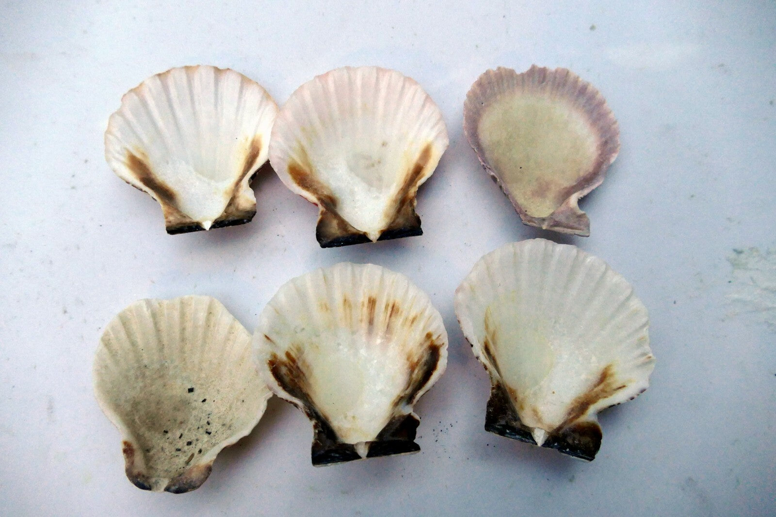 Clam Seashell Cockle Oyster Mussel SEA SHELL beach aquarium decor 1.8X1.5" small