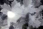 Tree Leaf  11X14" Black & white Picture Photo San Francisco USA
