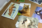 Animal Cats Wolves Fox Postcard Postcard unposted set of 10 lot wildlife USA