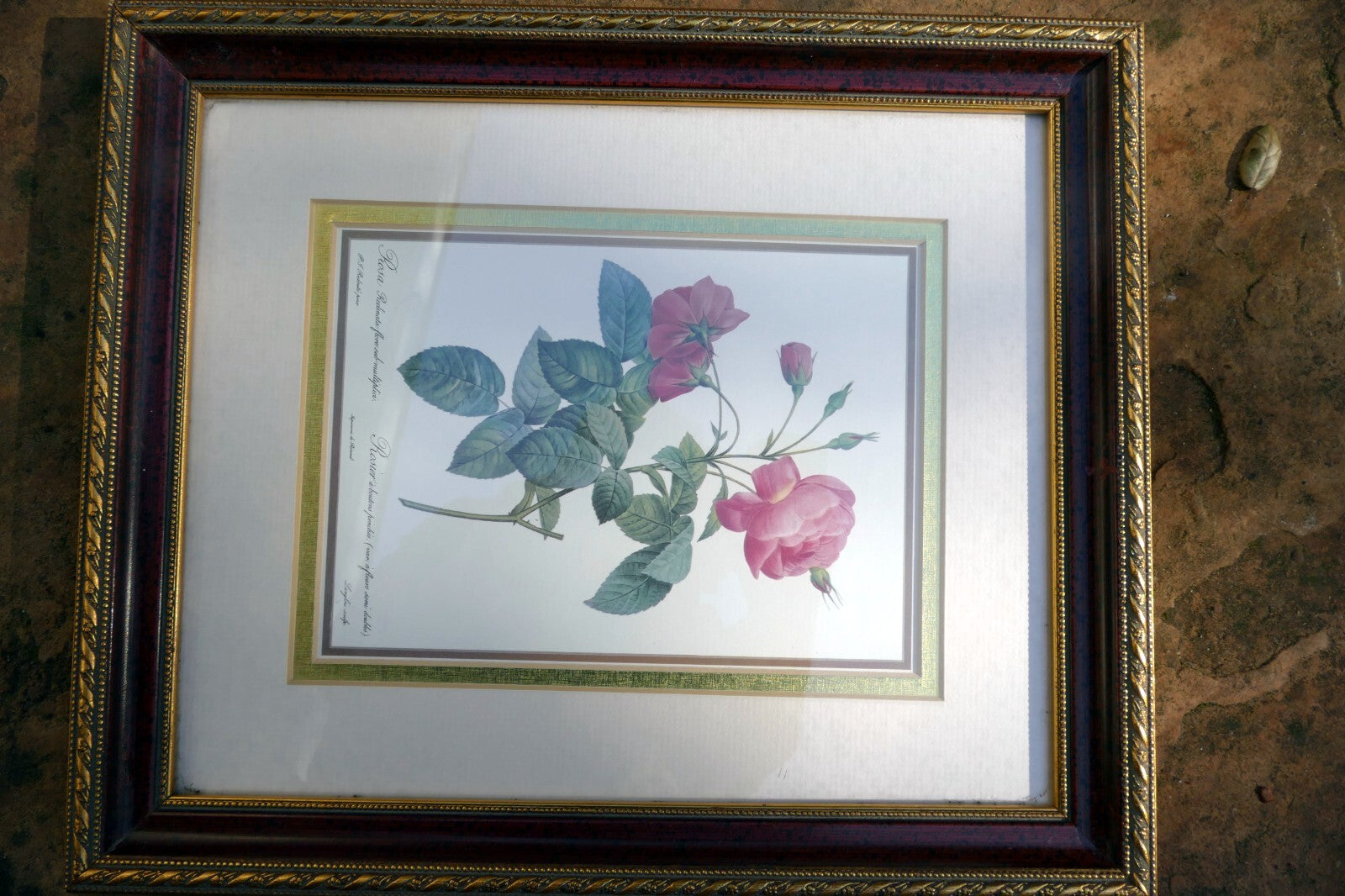 P.J. Redoute Roses "Rosa Reclinata Flore Submultiplici" Print Framed w/ glass