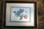 P.J. Redoute Roses "Rosa Reclinata Flore Submultiplici" Print Framed w/ glass