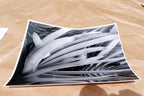 Succulent Flower  11X14" Black & white Picture Photo San Francisco USA