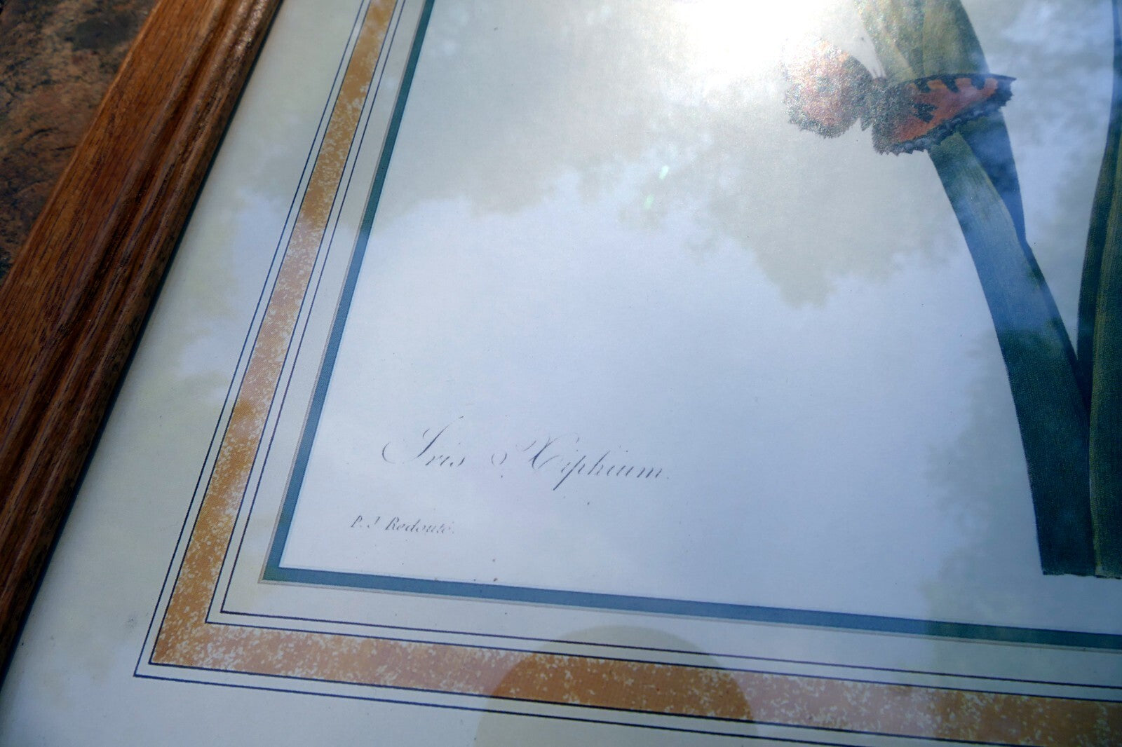 Iris and Butterfly Framed Art Print P. J. Redoute Flowers Botanical framed 8X11"