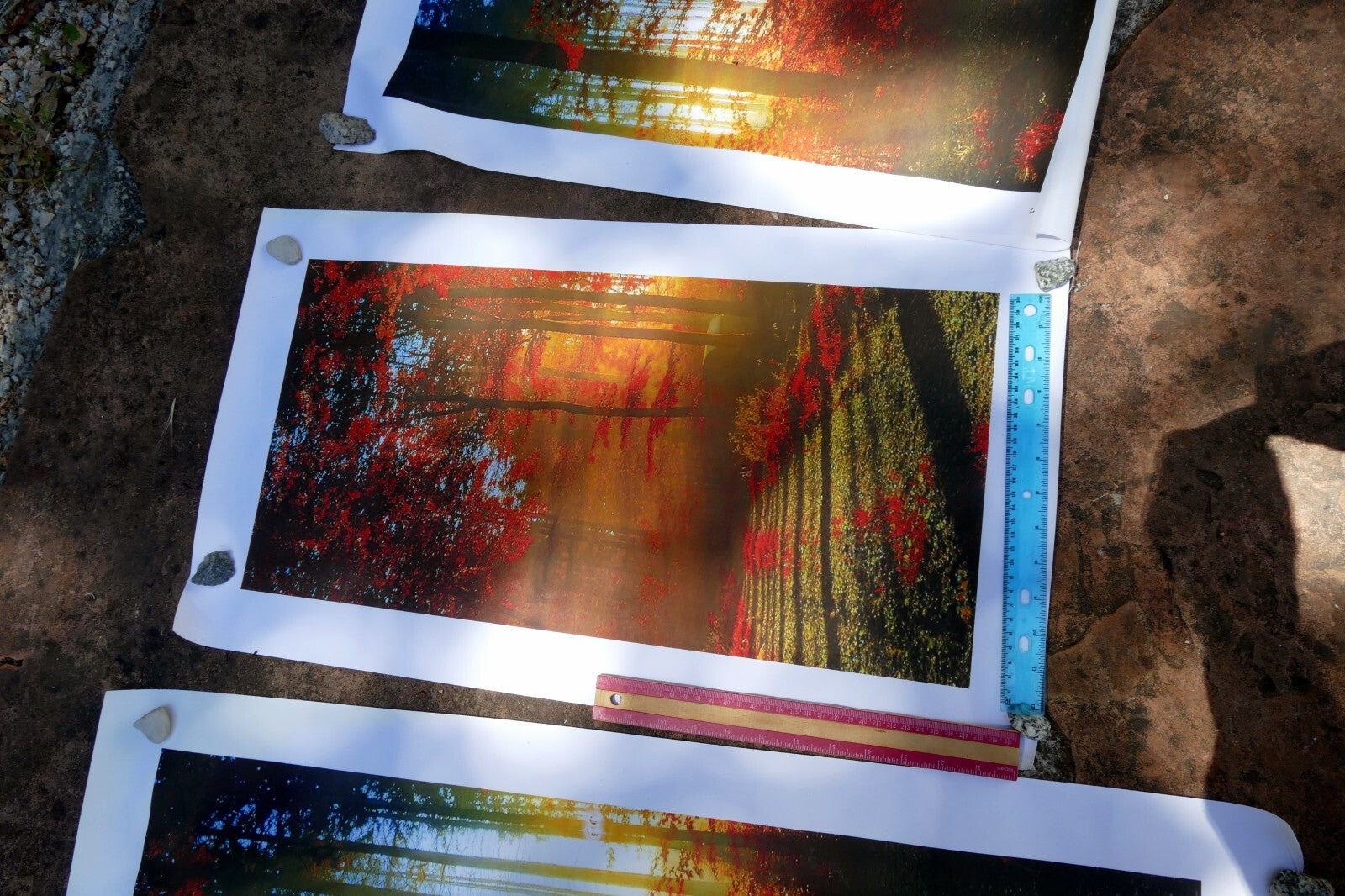 5 Piece Forest print 20" 24" 36" foggy fall foliage morning sun rising wall art