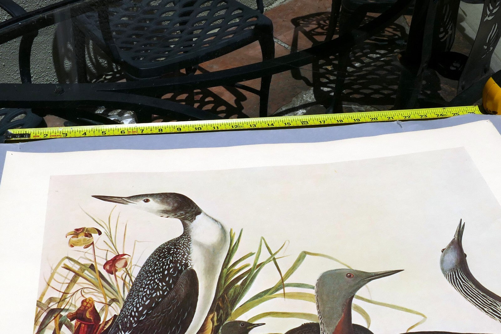 1966 Audubon Print  Red-Throoated Loon plate 132, bird print poster 20X26"