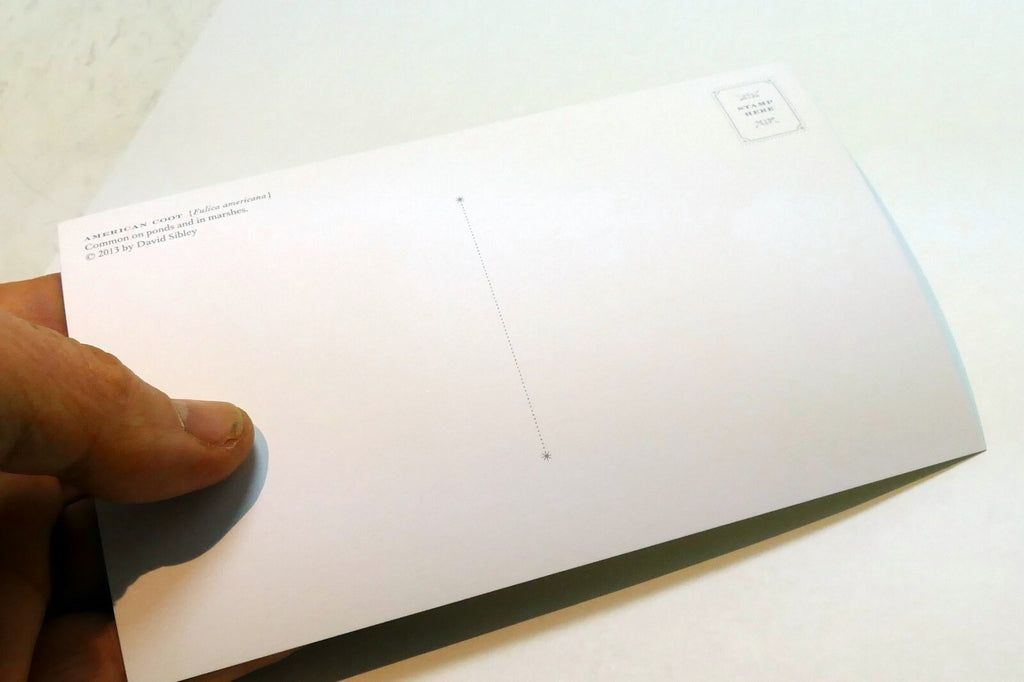 American Coot USA  Postcard Bird by David Sibley - unposted , new