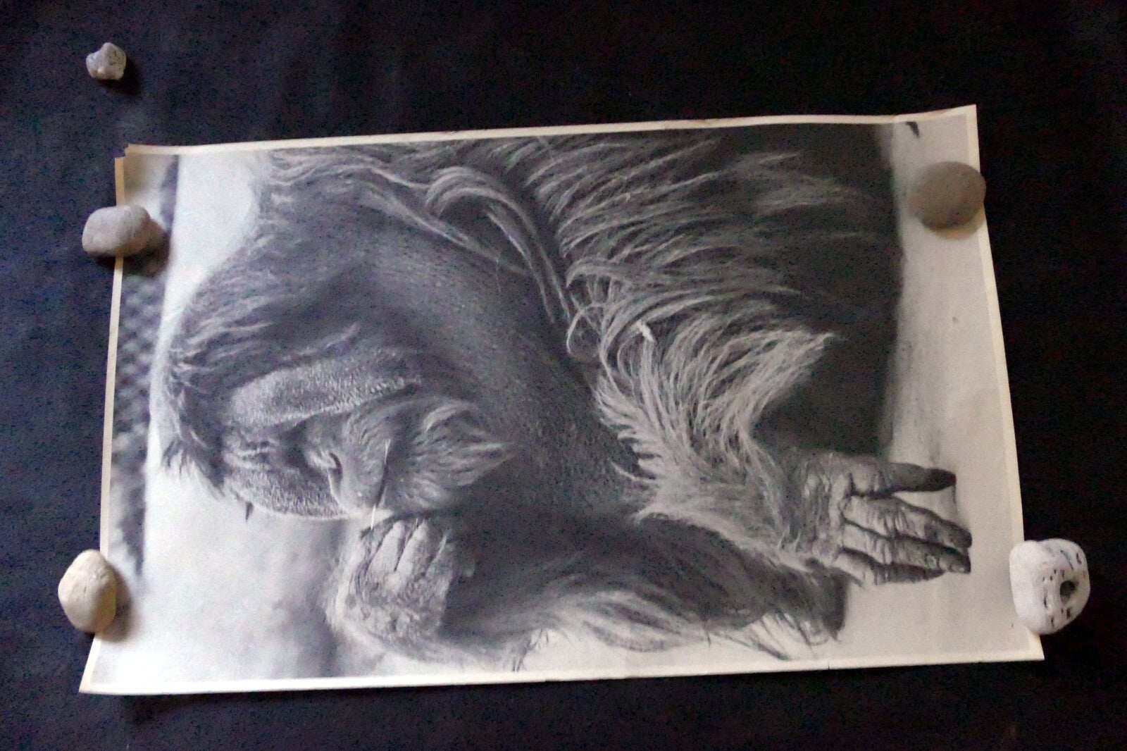 Orangutan old male make love Vintage poster 1971 black and white