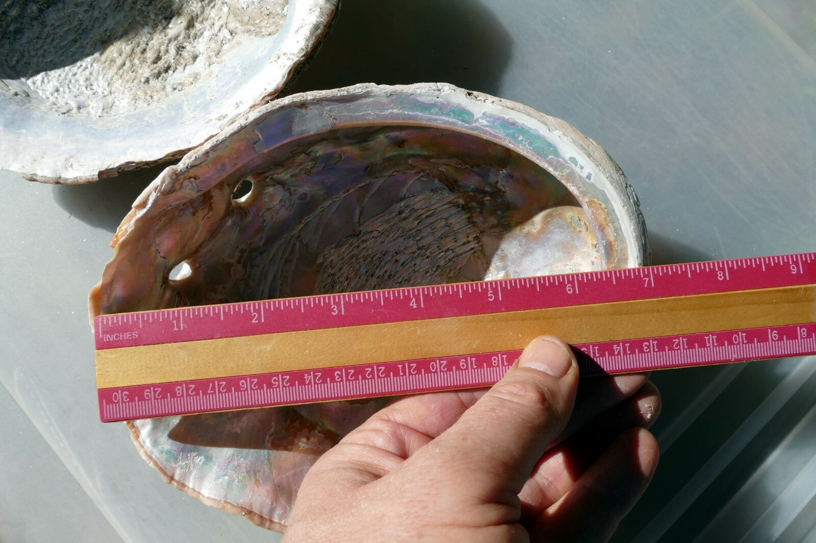 2 Raw California Abalone Specimen Sea Shell 7" Extra Large pack of two Imperfect