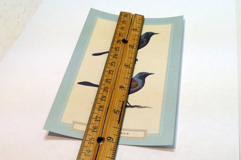 Common Grackle Postcard Bird by David Sibley - unposted , new