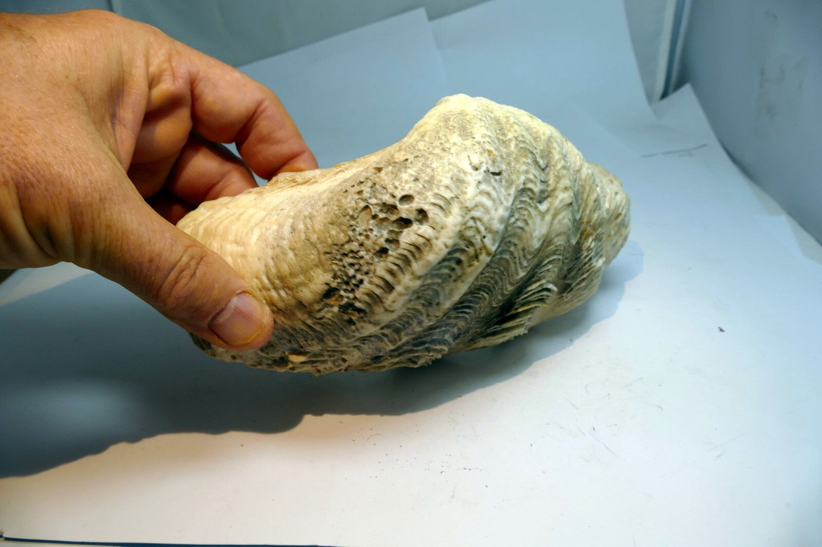 Half Clam Shell Natural Sea Shell Seashell  8”X 5"