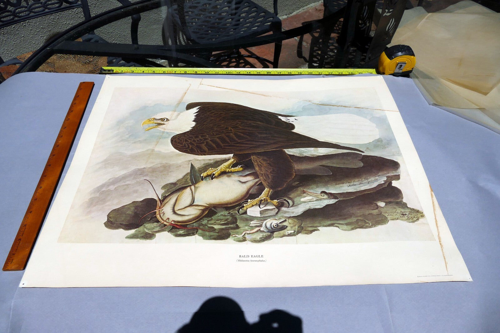 1966 Audubon Print  Bald Eagle plate 14, bird print poster 20X26"