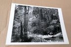 Tenaya Creek Dogwood Rain 1948 photograph by Ansel Adams POSTCARD AA-20