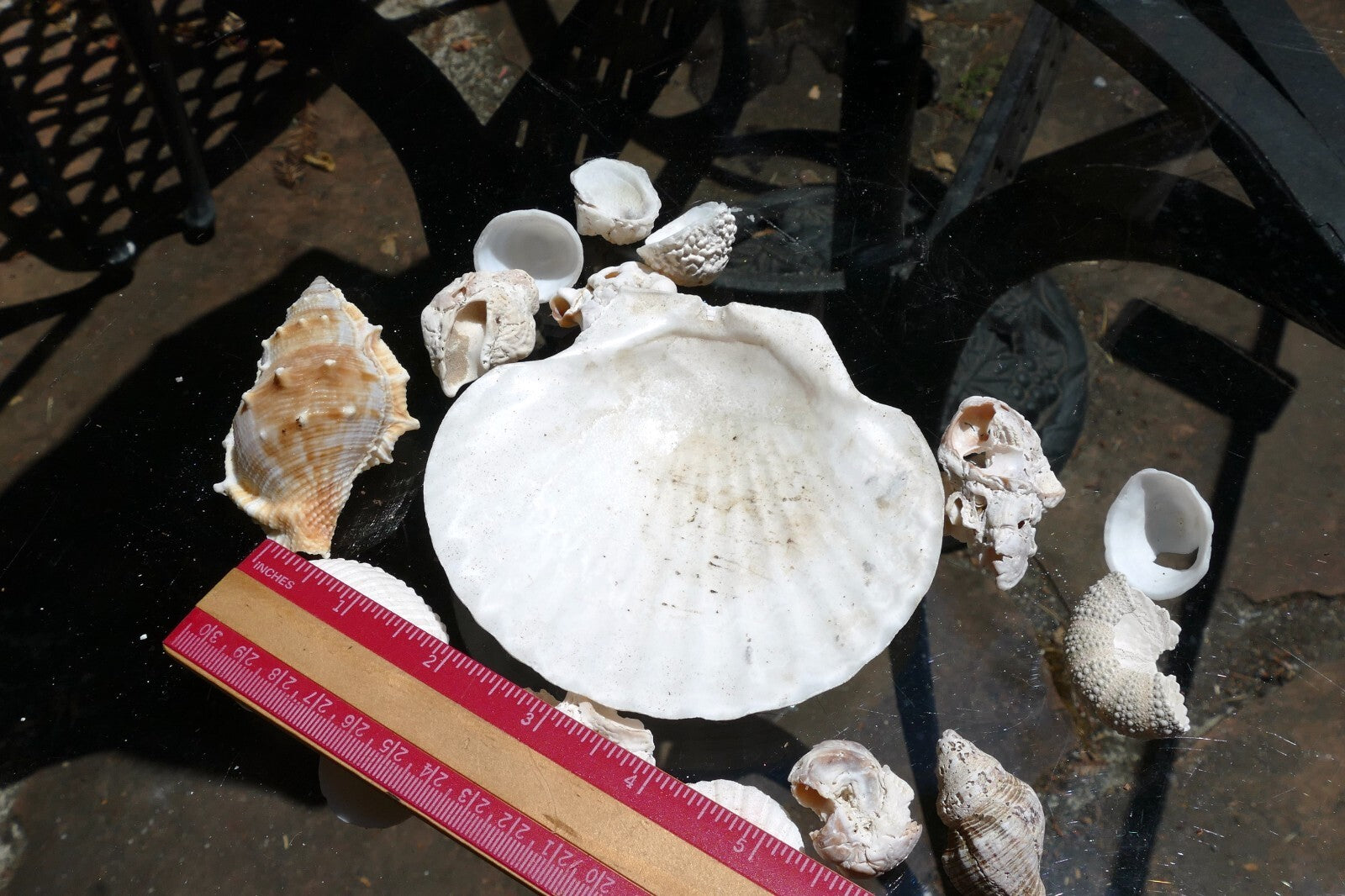 6oz  lot of Ocean Shell Seashell Corral California San Francisco for Fish Tank