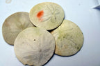 Sand dollar Shell 2-2.2" pacific Ocean California beach aquarium decor medium