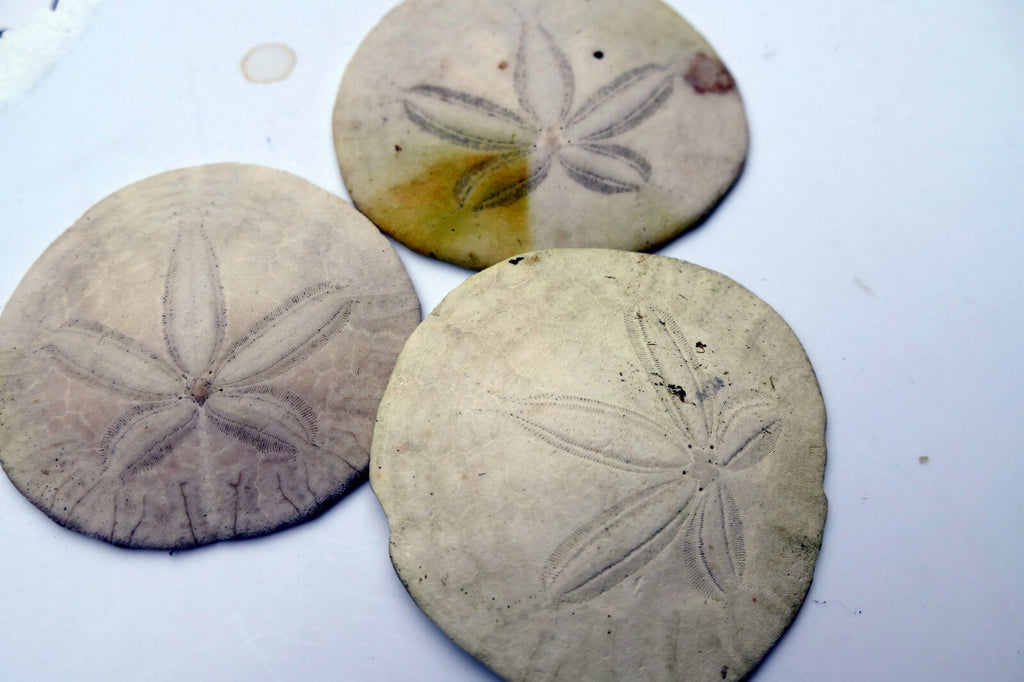Sand dollar Shell 2.5" pacific Ocean large California beach aquarium decor 