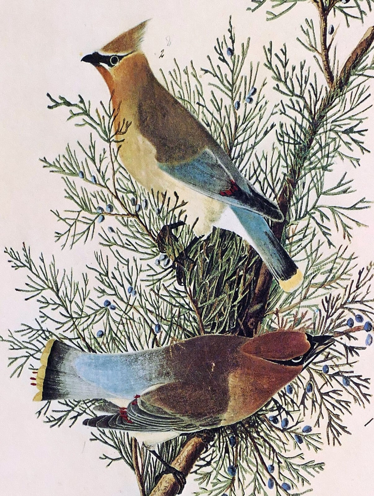 1966 audubon print cedar waxwing, print plate # 43 15x20" medium