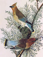 1966 audubon print cedar waxwing, print plate # 43 15x20" medium