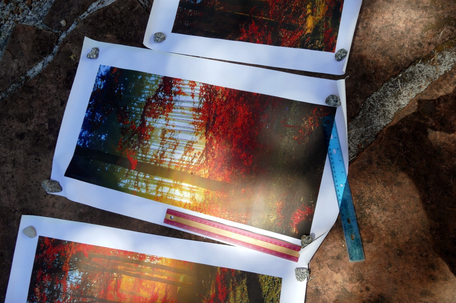 5 Piece Forest print 20" 24" 36" foggy fall foliage morning sun rising wall art