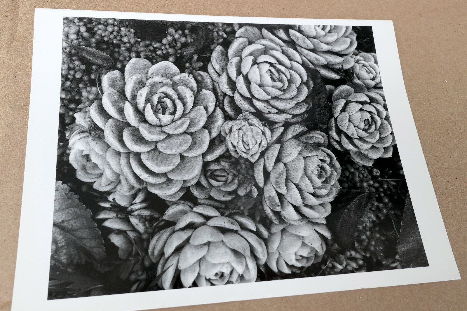 1958 Succulent Flower blossom Photograph by Don Worth Greeting Card D-007 Floral