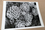 1958 Succulent Flower blossom Photograph by Don Worth Greeting Card D-007 Floral