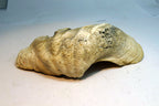 Half Clam Shell Natural Sea Shell Seashell  8”X 5"