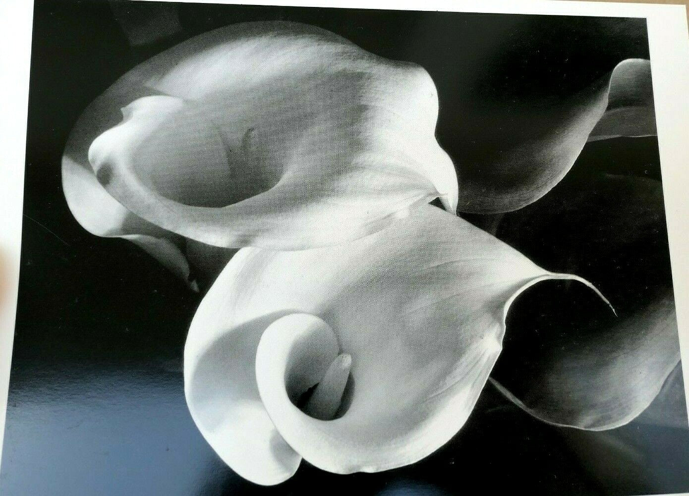 Two callas 1929 photograph by imogen cunningham postcard unposted ic 2 floral