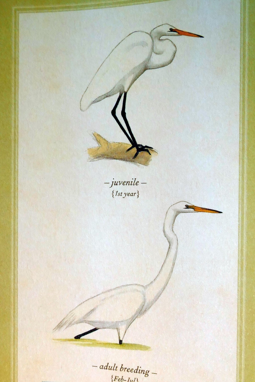 Great egret white postcard bird by david sibley   unposted , new