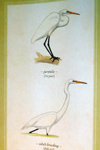 Great egret white postcard bird by david sibley   unposted , new