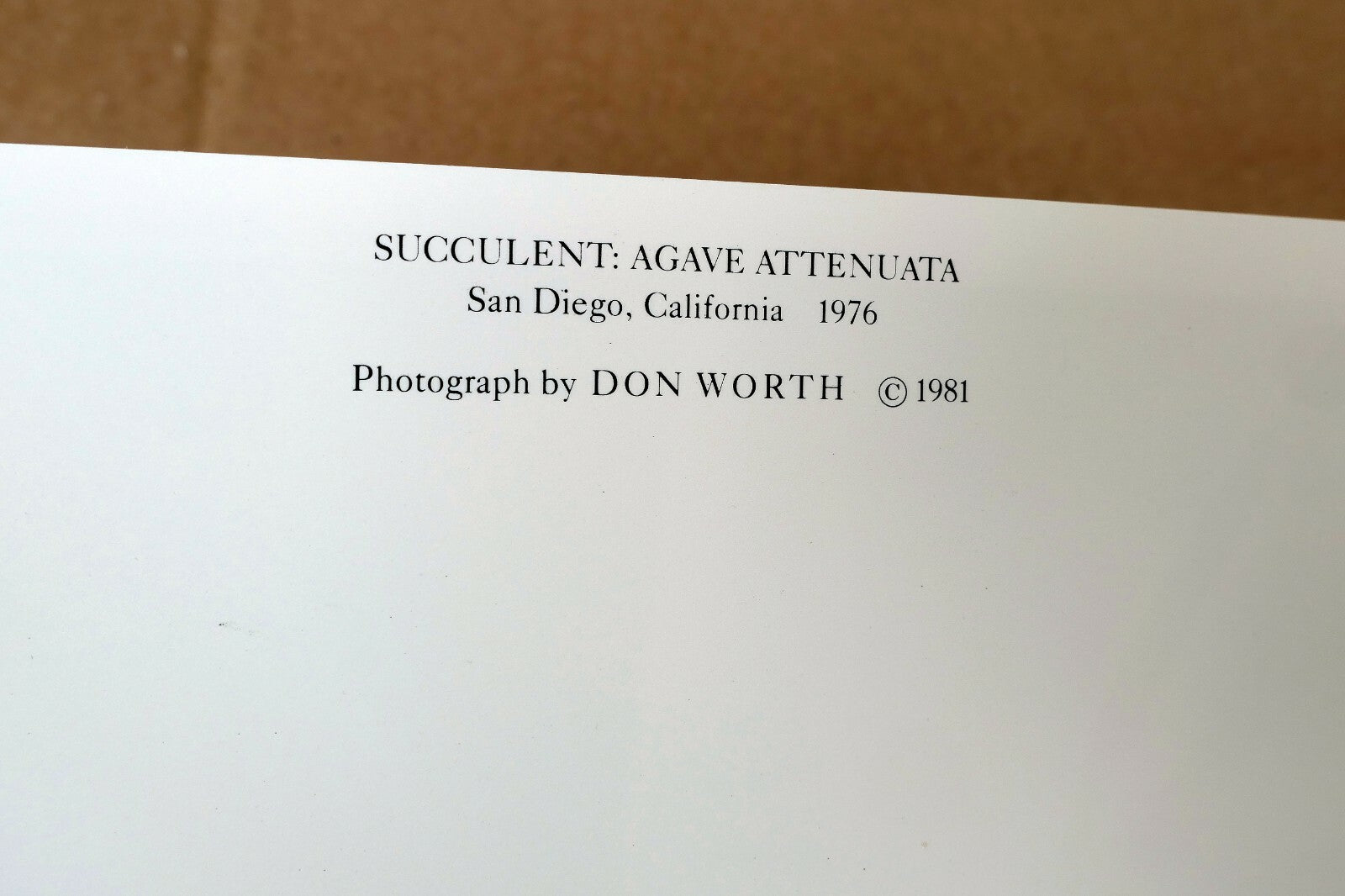 1976 Succulent Flower Agave Attenuata Photograph by Don Worth POSTCARD DW-4