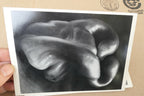 "Pepper" 1930 Photograph by Edward Weston POSTCARD vintage unposted EW-3