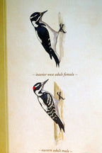 Hairy woodpecker postcard bird by david sibley   unposted , new
