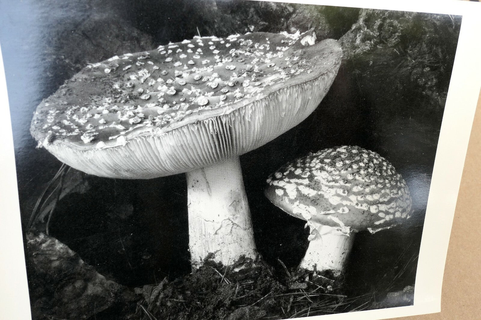 Toadstool 1934  9-FU Photograph by Edward Weston greeting card W-002-75