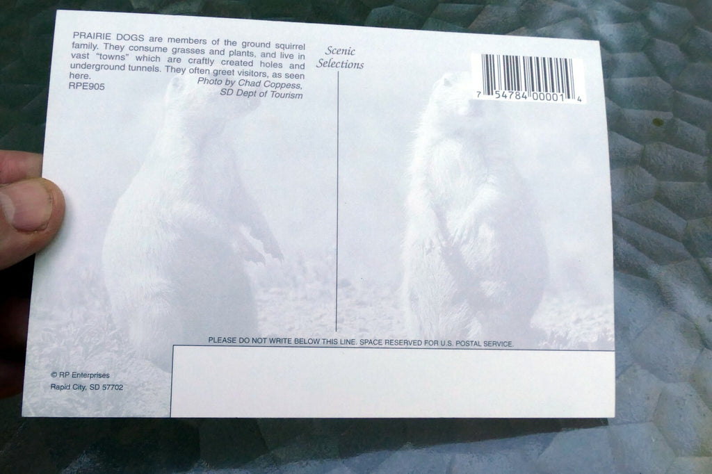 Praire Dogs  Scenic Selections  Postcard