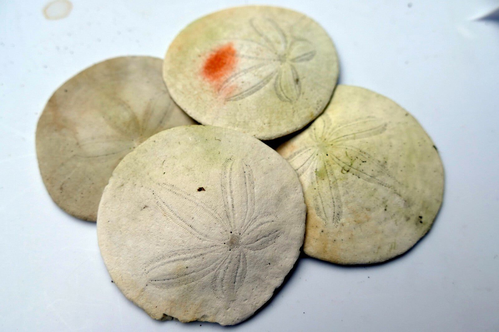 Sand dollar Shell 2-2.2" pacific Ocean California beach aquarium decor medium
