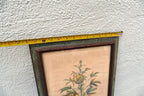 Edizioni Ponte Vecchio Sabdariffa Botanical Floral Print 14X25" Framed